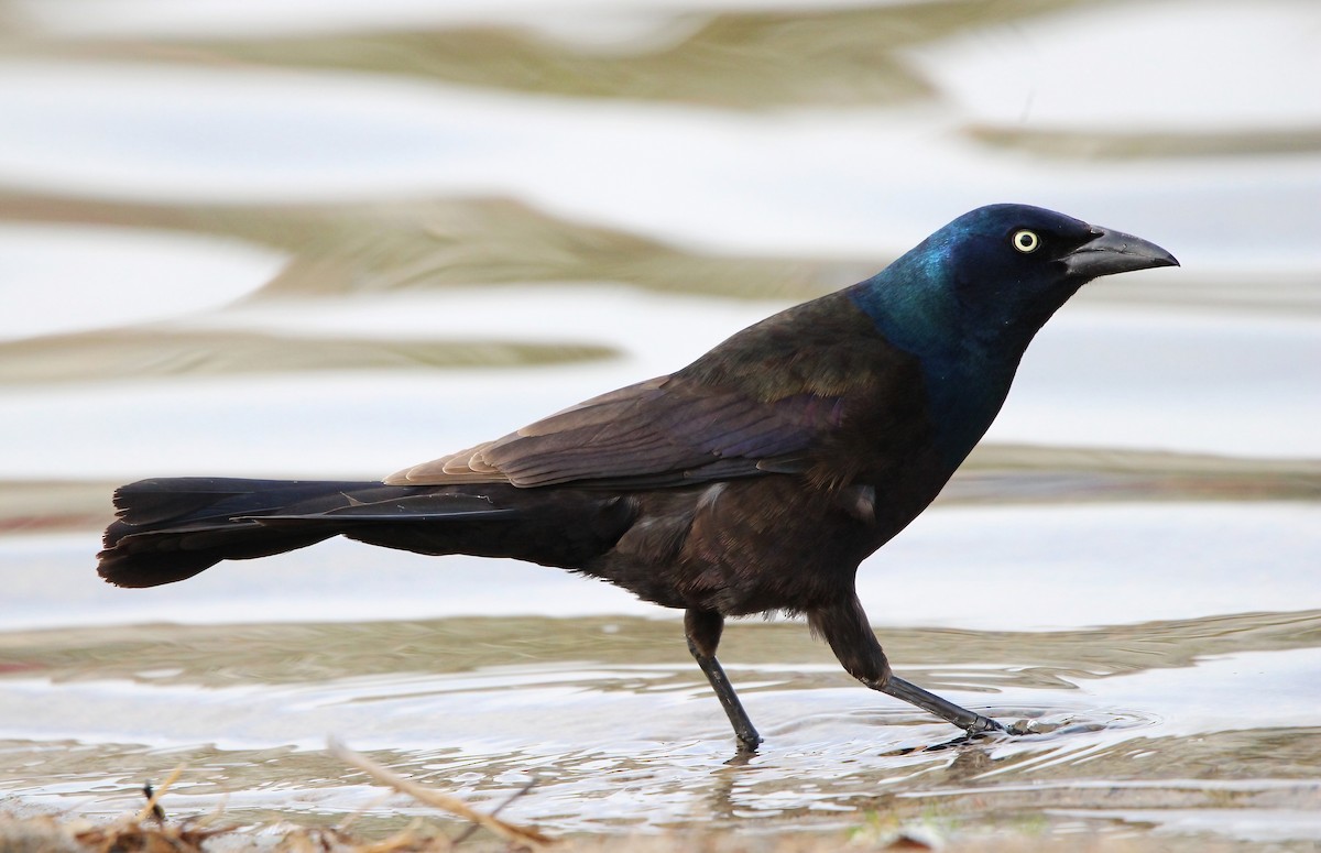 Common Grackle - ML618621221