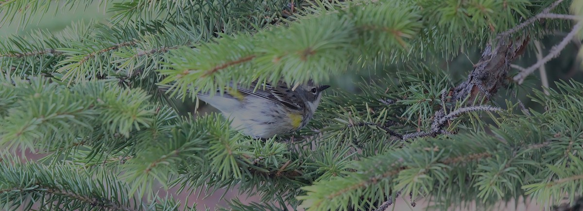 Yellow-rumped Warbler - ML618621227