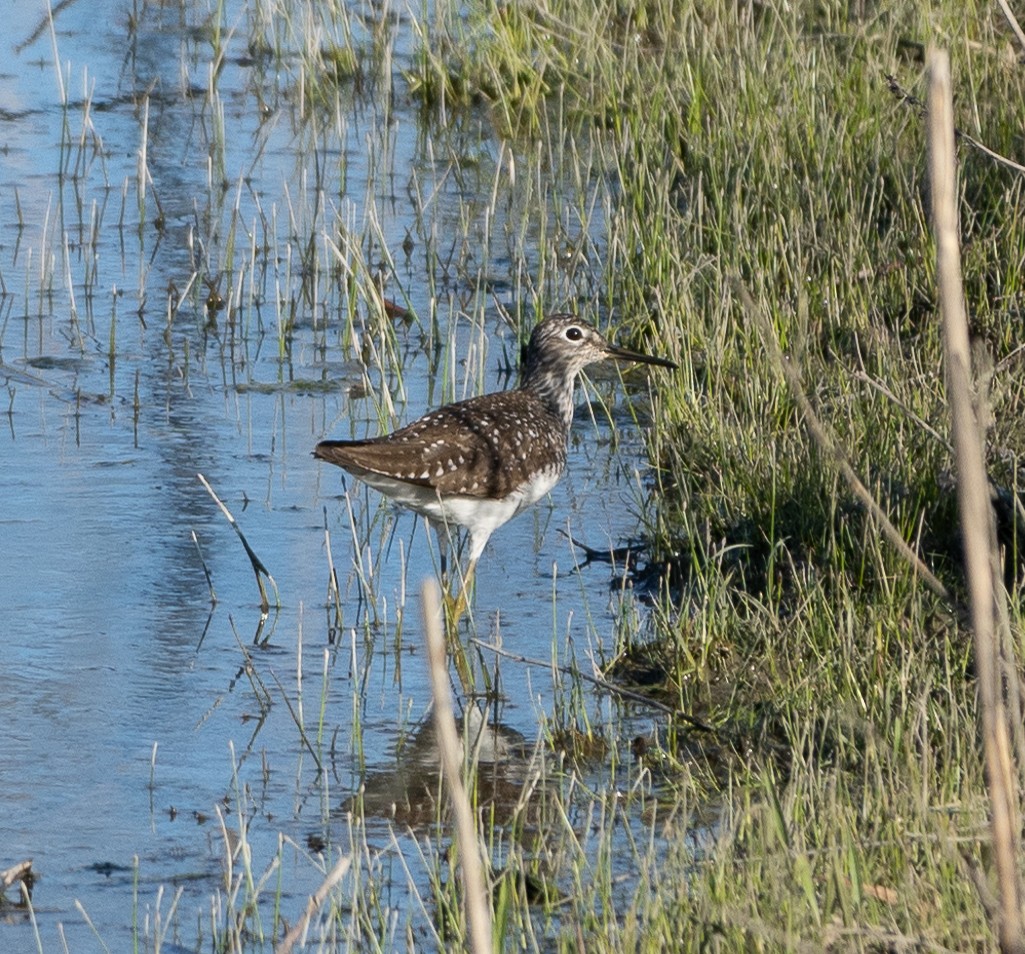 Solitary Sandpiper - ML618621280