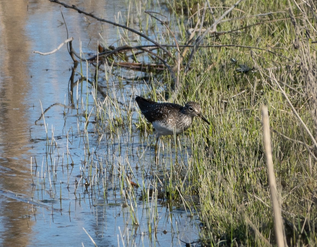 Solitary Sandpiper - ML618621281