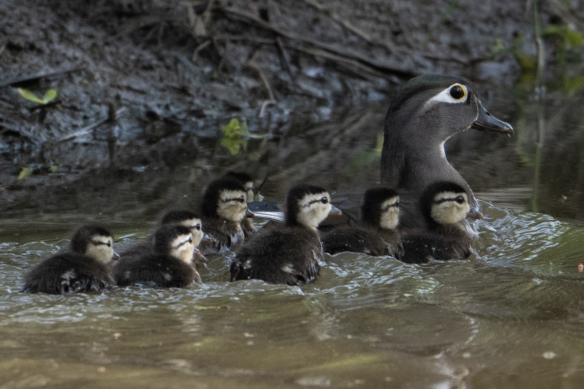 Wood Duck - ML618621301