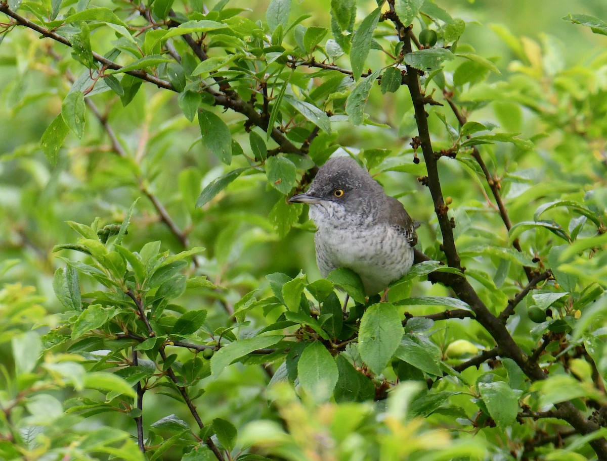 Barred Warbler - Krzysztof Haja