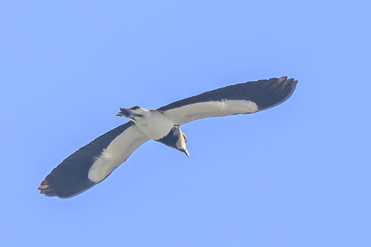 Southern Lapwing - ML618621363