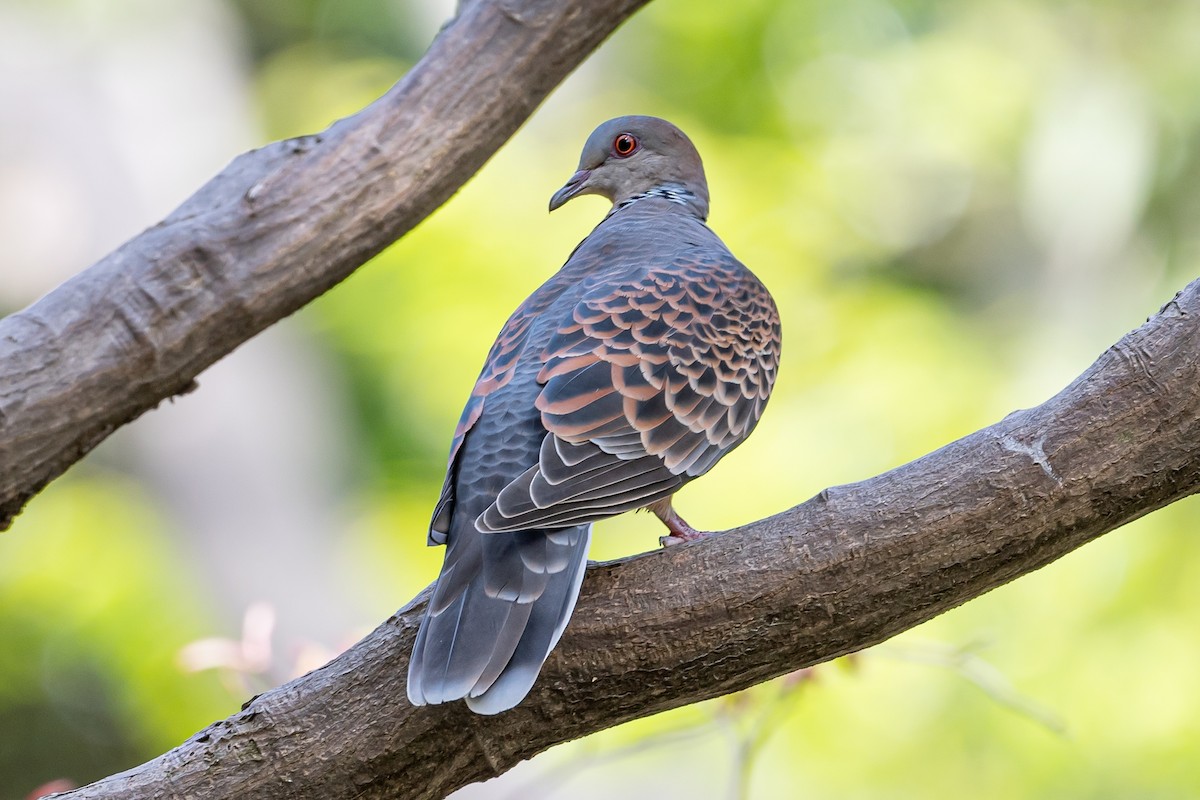 Oriental Turtle-Dove - ML618621369