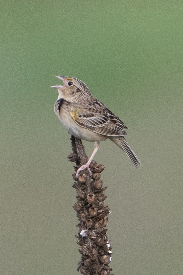 Grasshopper Sparrow - ML618621383