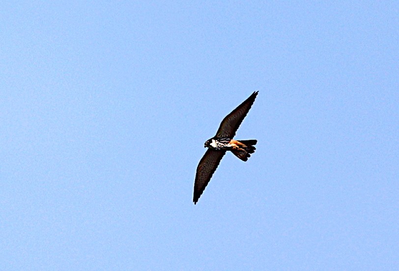 Eurasian Hobby - José Gravato