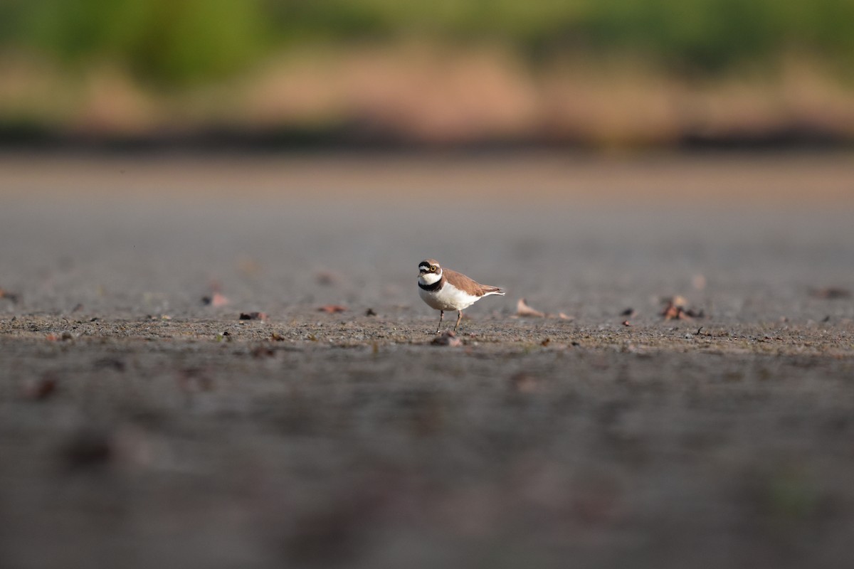 Little Ringed Plover - ML618621442