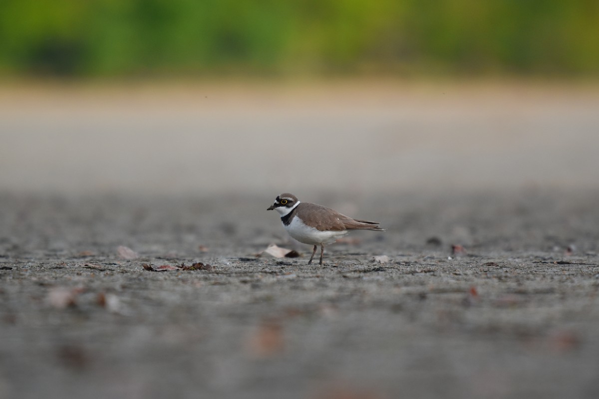 Little Ringed Plover - ML618621444