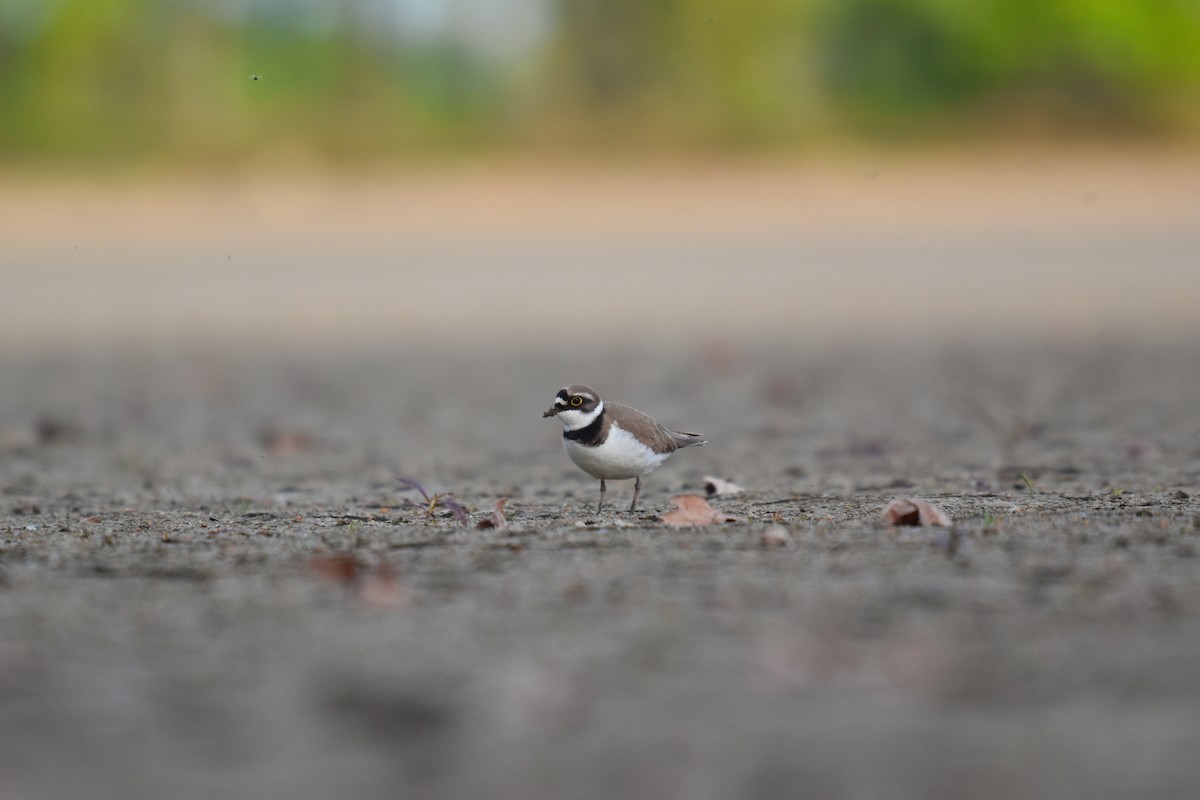 Little Ringed Plover - ML618621445