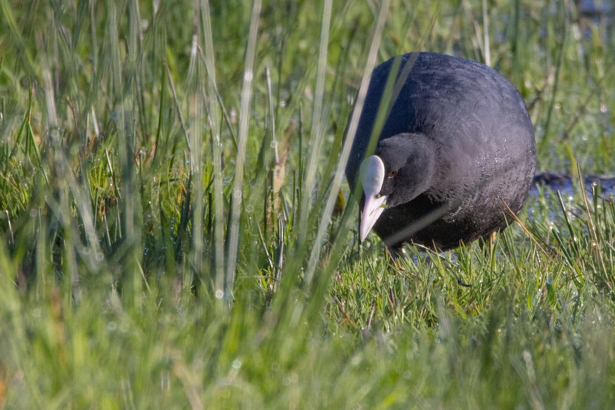 Eurasian Coot - Jeff Hullstrung