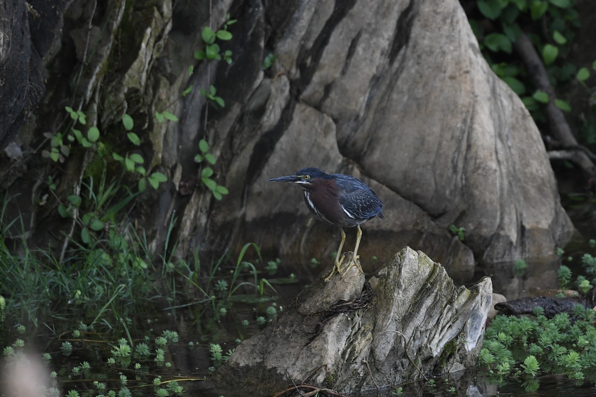 Green Heron - Mark Kosiewski