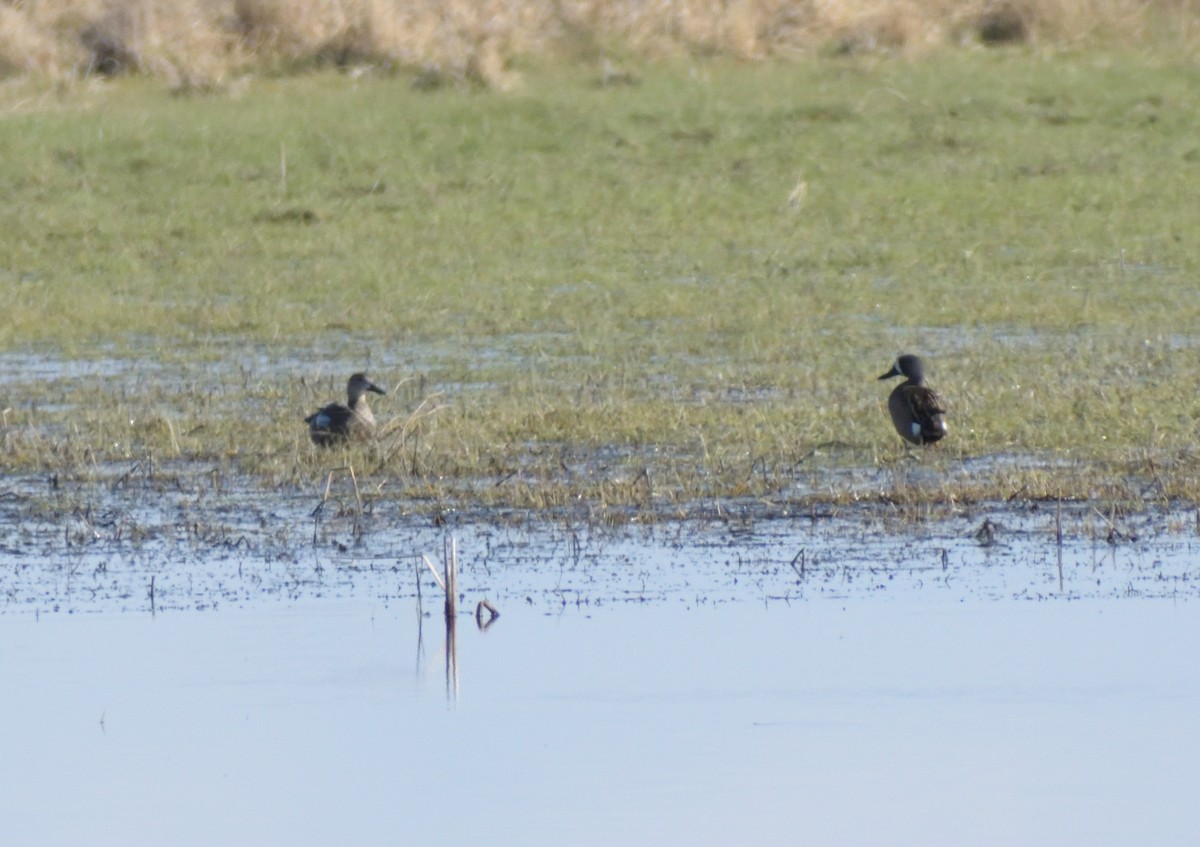 Blue-winged Teal - ML618621498