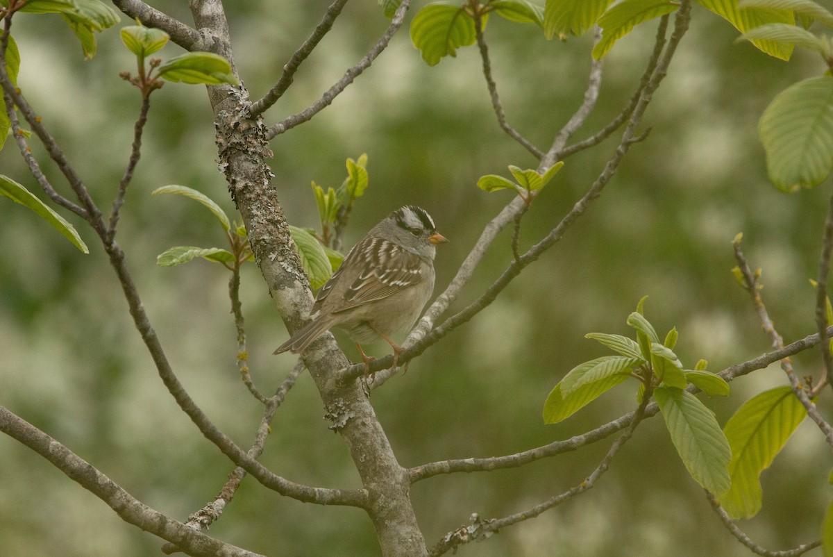 White-crowned Sparrow - Tristan Semeniuk