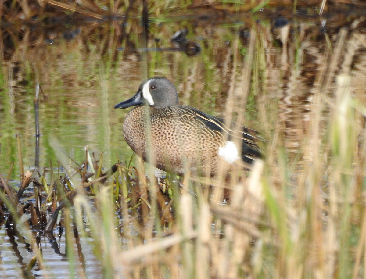 Blue-winged Teal - Rita Viau