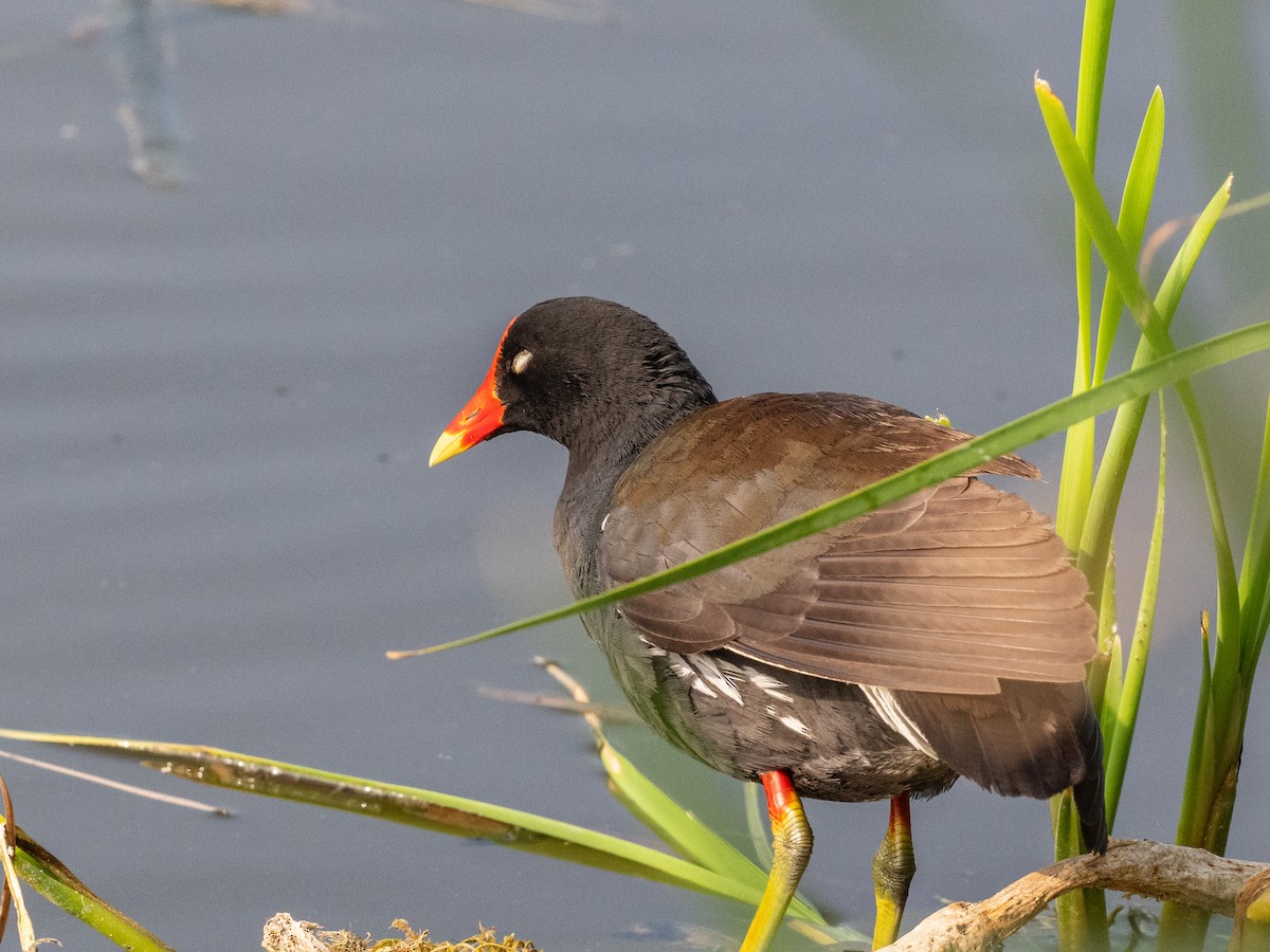 Common Gallinule - Bob Friedrichs