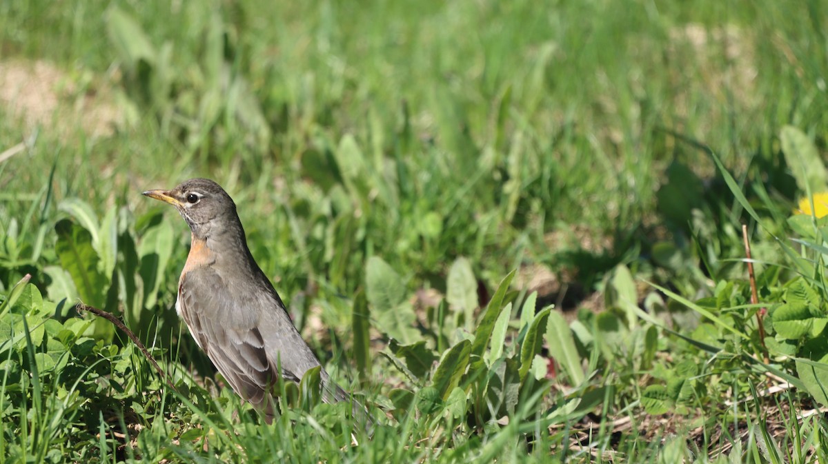 American Robin - ML618621642