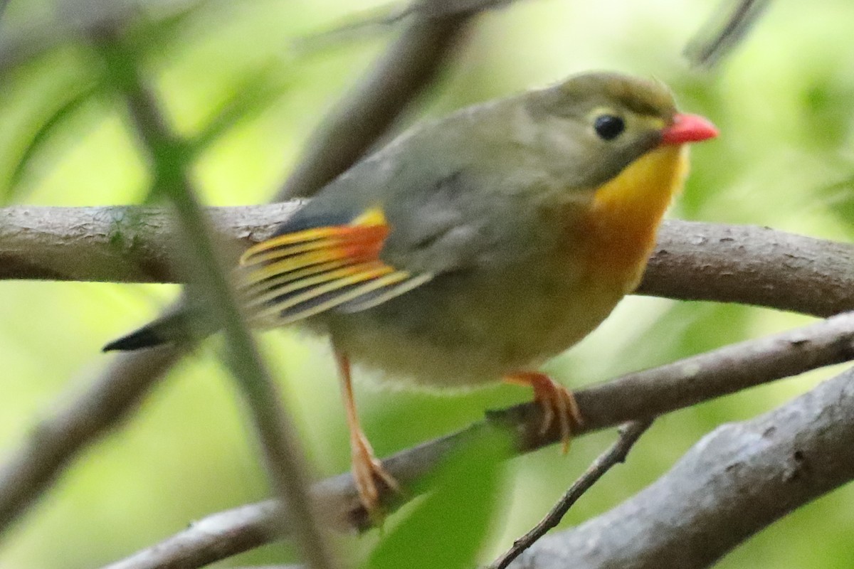 Red-billed Leiothrix - ML618621644