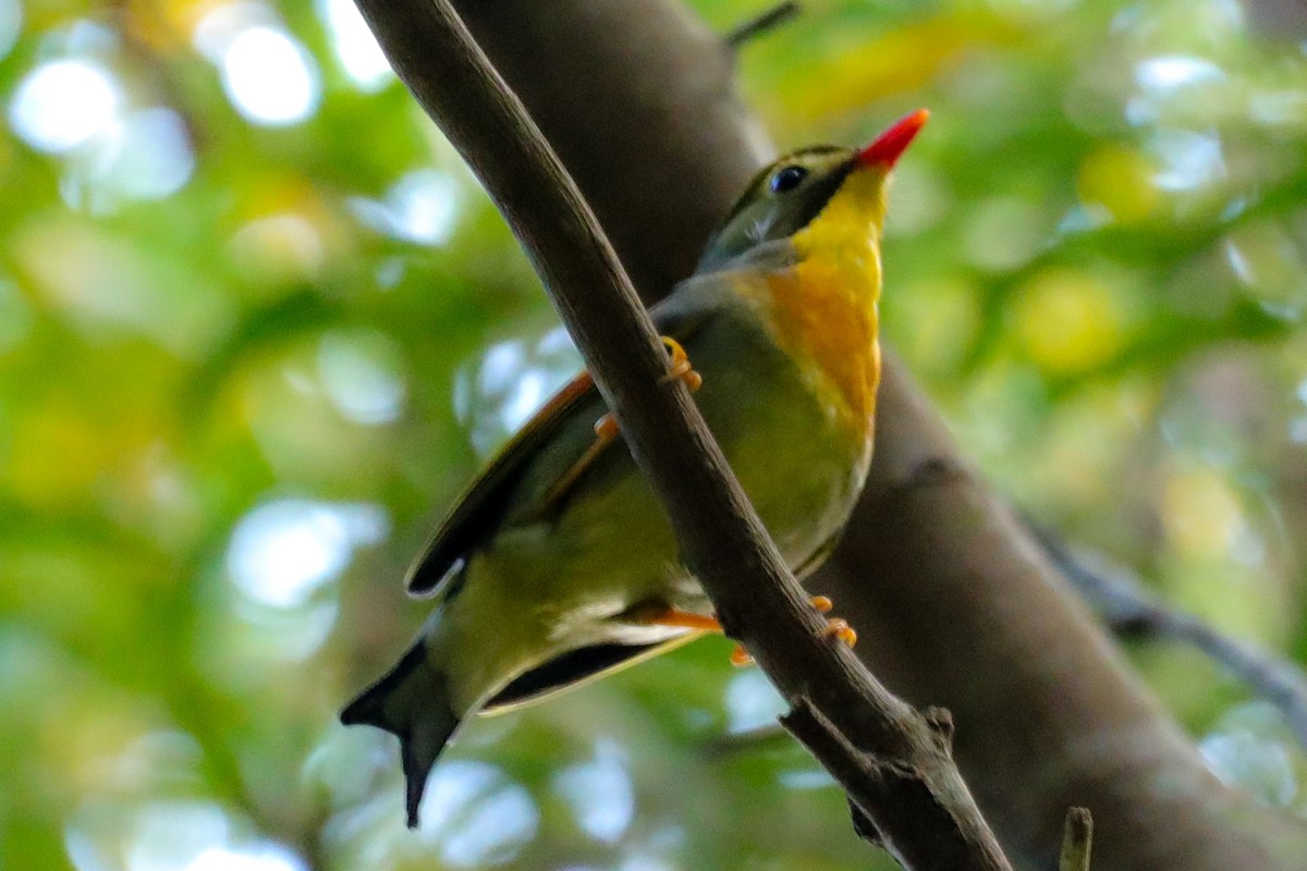 Red-billed Leiothrix - ML618621645