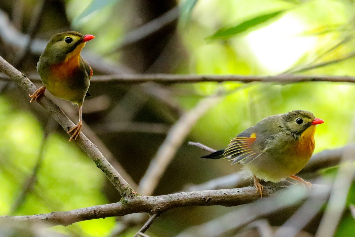 Red-billed Leiothrix - ML618621646