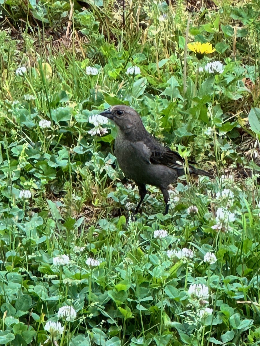 Brown-headed Cowbird - Joseph Costa