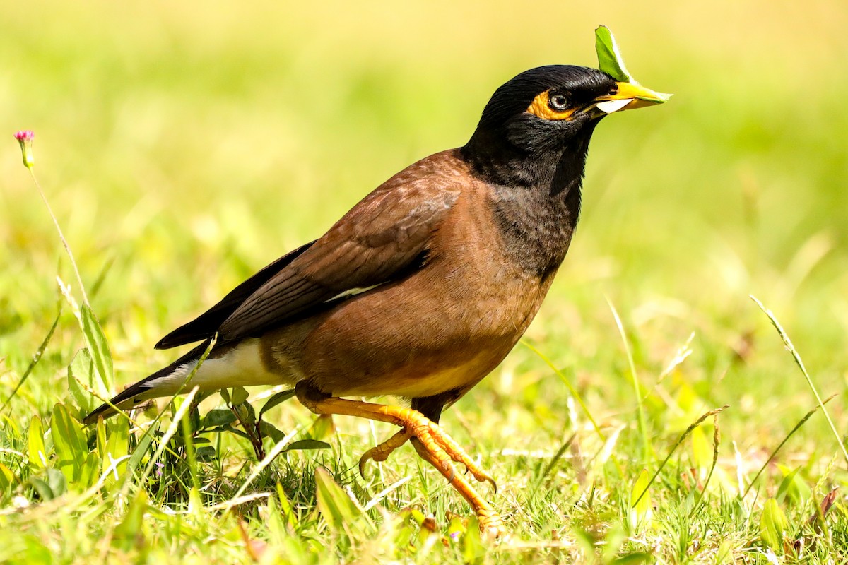 Common Myna - ML618621671