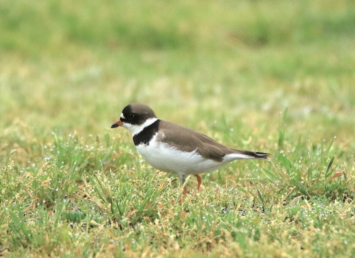 Semipalmated Plover - ML618621678