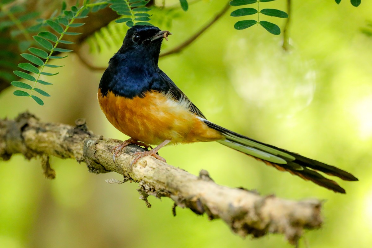 White-rumped Shama - ML618621683