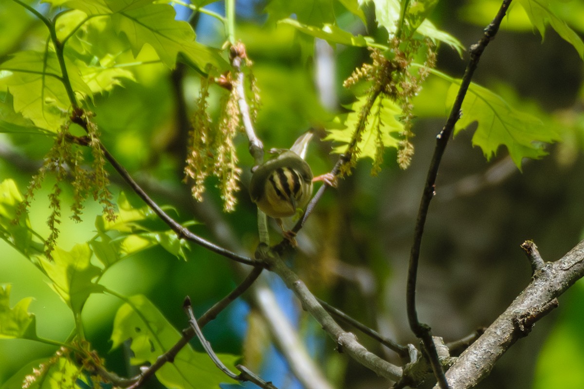 Worm-eating Warbler - Andrew W.