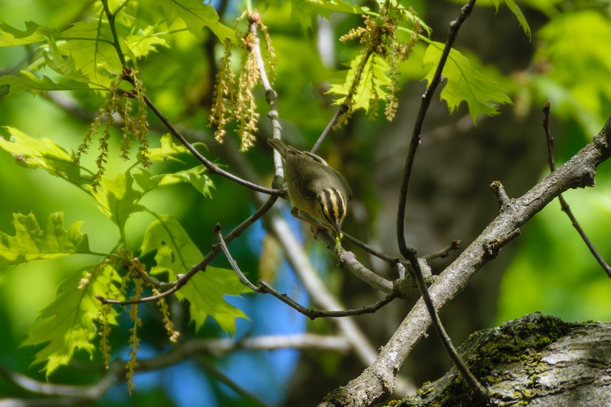 Worm-eating Warbler - Andrew W.