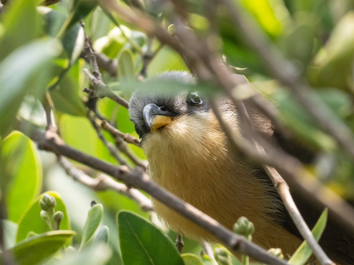Mangrove Cuckoo - ML618621727