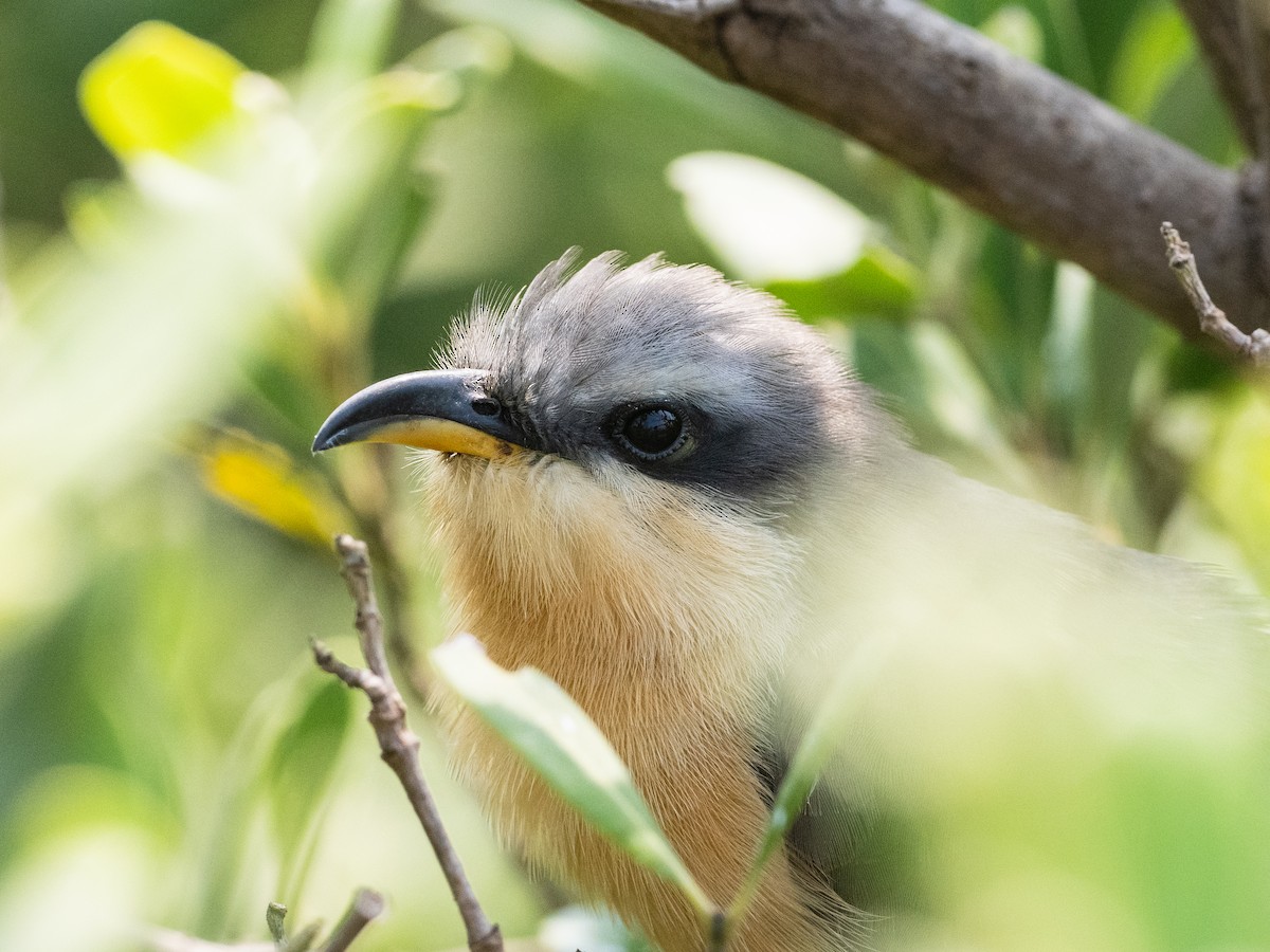 Mangrove Cuckoo - ML618621731