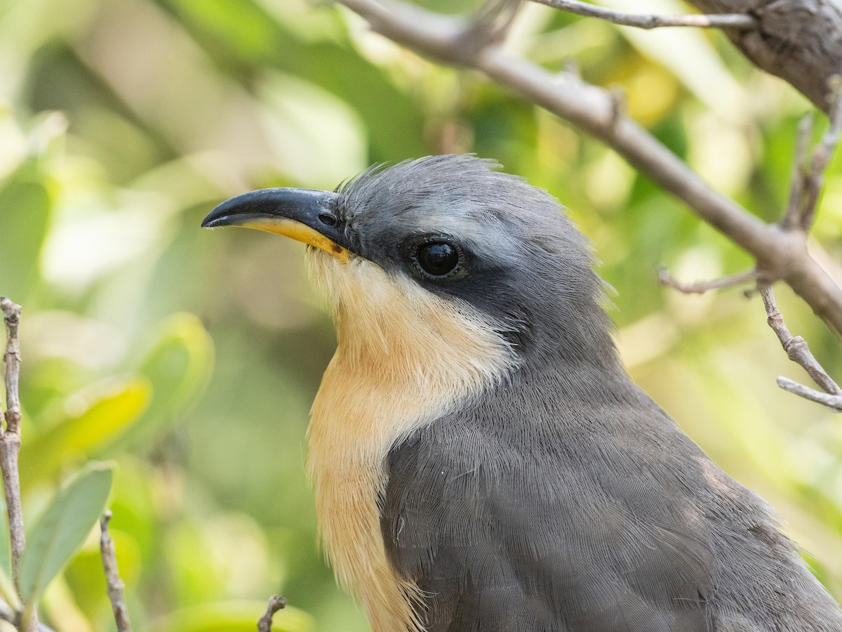 Mangrove Cuckoo - ML618621734