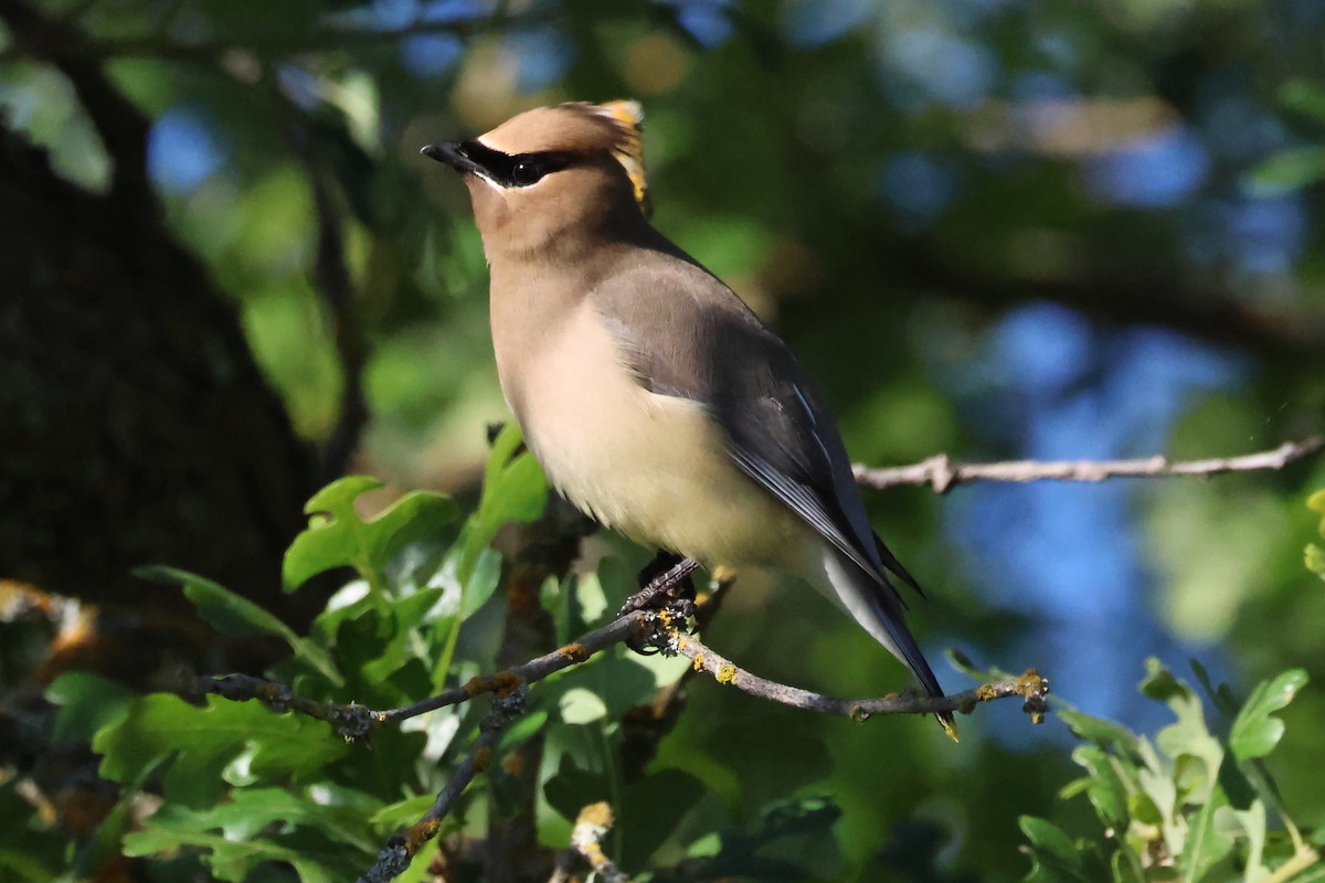 Cedar Waxwing - Stephen Fettig