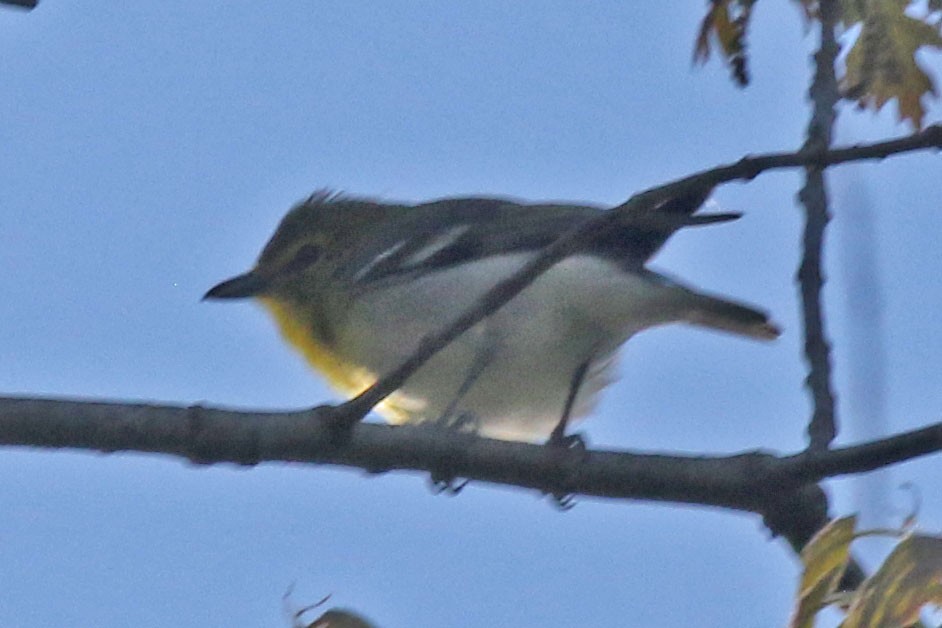 Yellow-throated Vireo - ML618621746