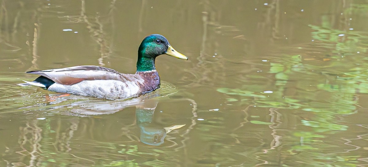 Canard colvert - ML618621751