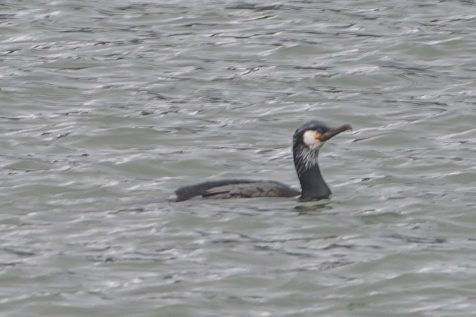 Cormorán Japonés - ML618621778