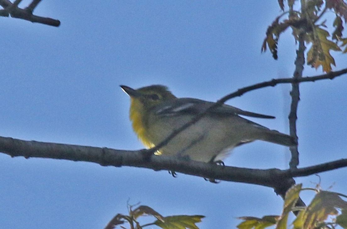 Yellow-throated Vireo - ML618621790