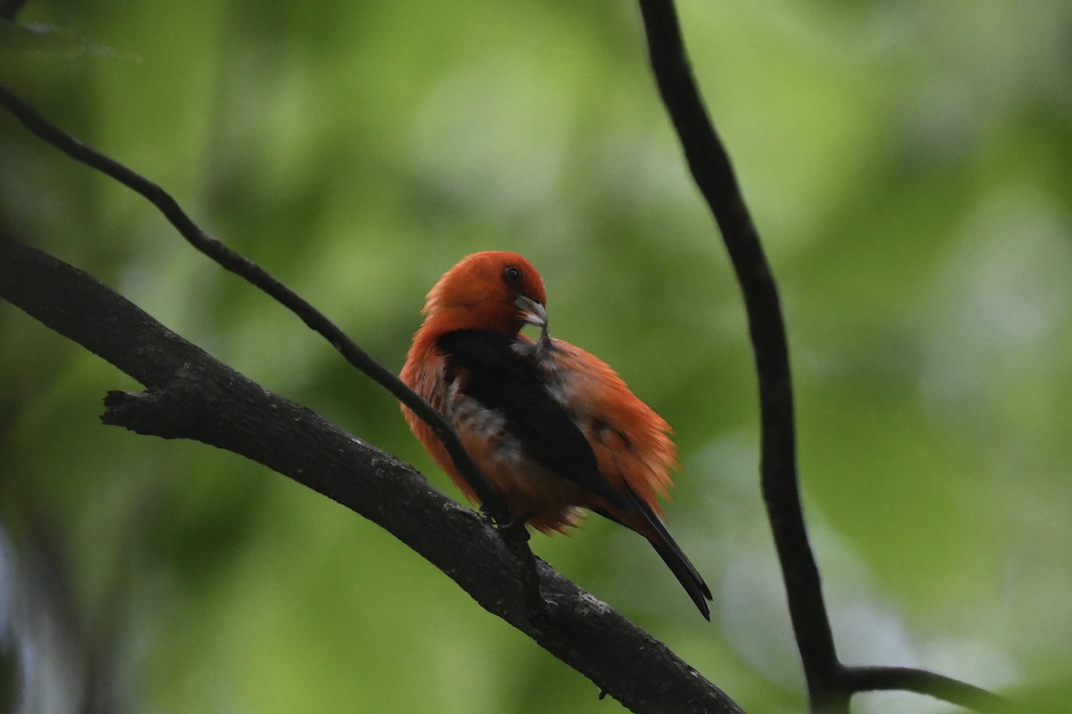 Scarlet Tanager - Mark Kosiewski