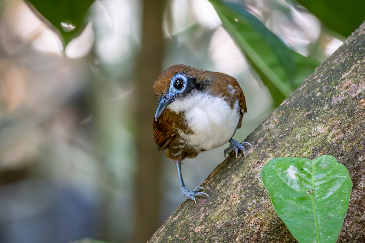 Chestnut-backed Antbird - Michael Warner