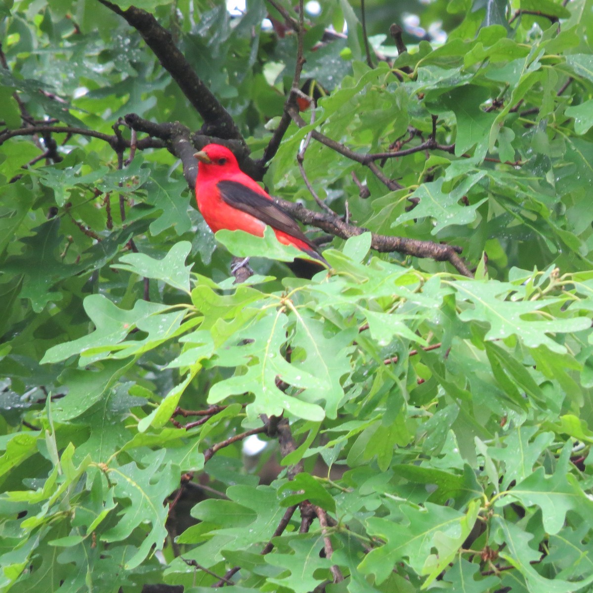 Scarlet Tanager - Tom Eck