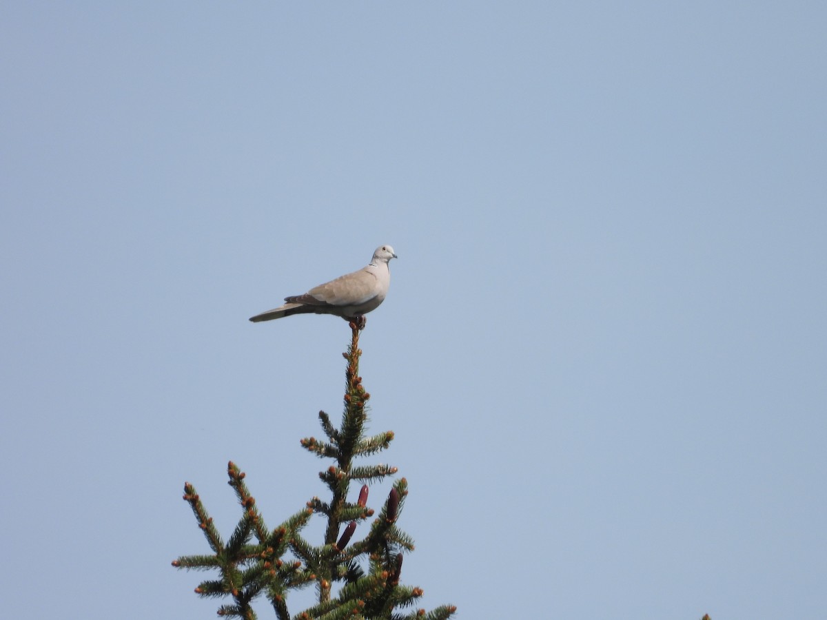 Eurasian Collared-Dove - Kamil i Alicja Grudzień