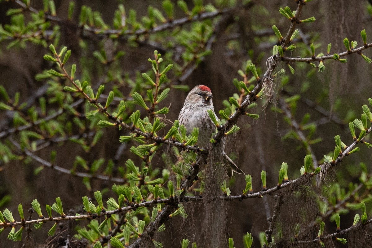 Common Redpoll - claire wright