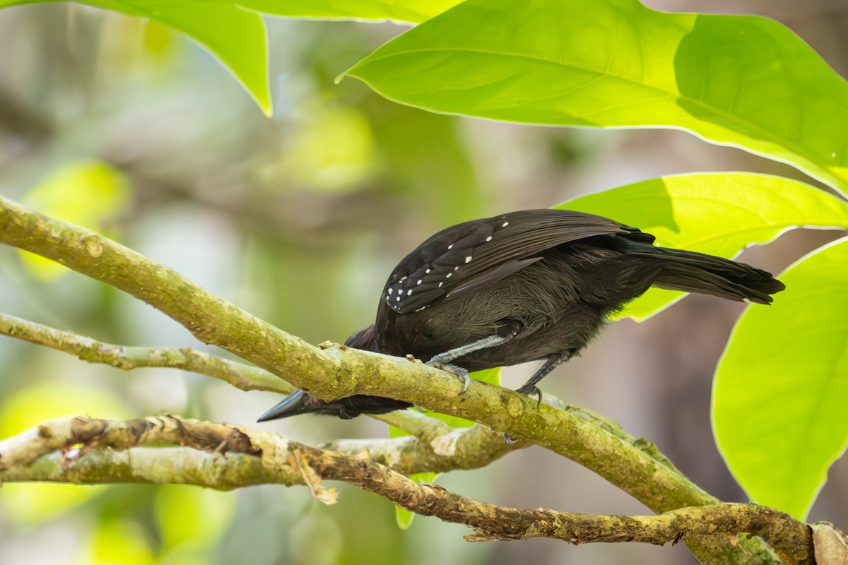 Dot-winged Antwren - Michael Warner