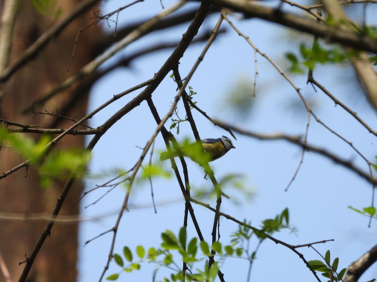 Eurasian Blue Tit - Kamil i Alicja Grudzień