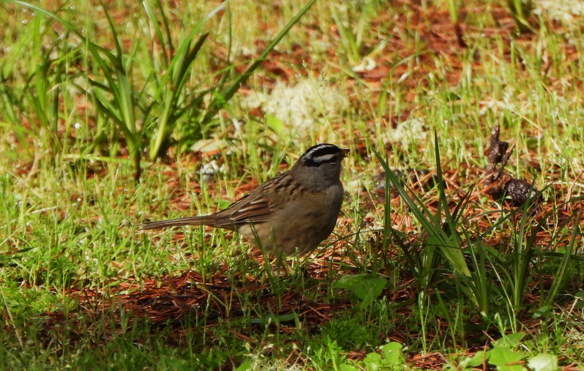 White-crowned Sparrow - ML618621952