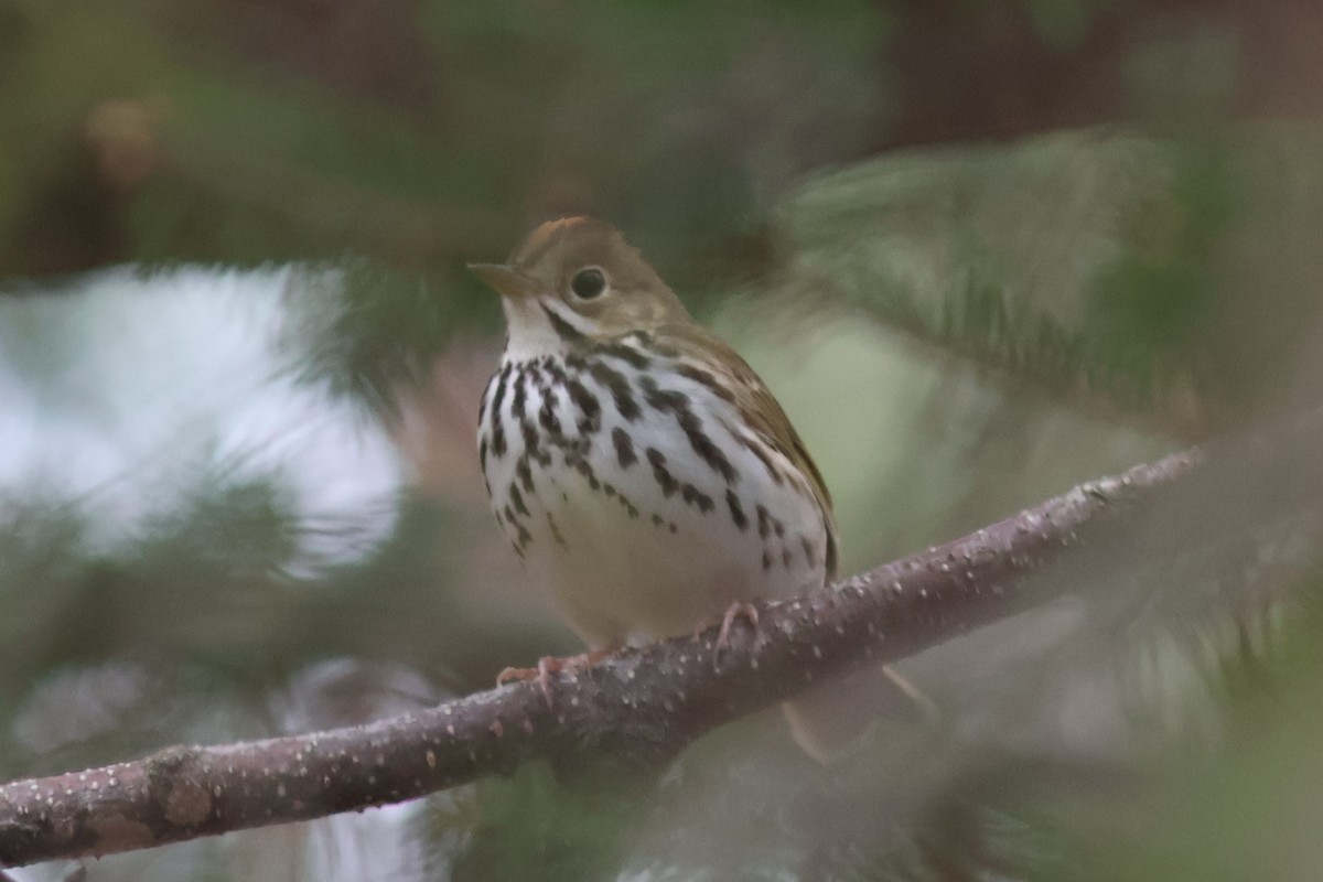 Ovenbird - ML618621959