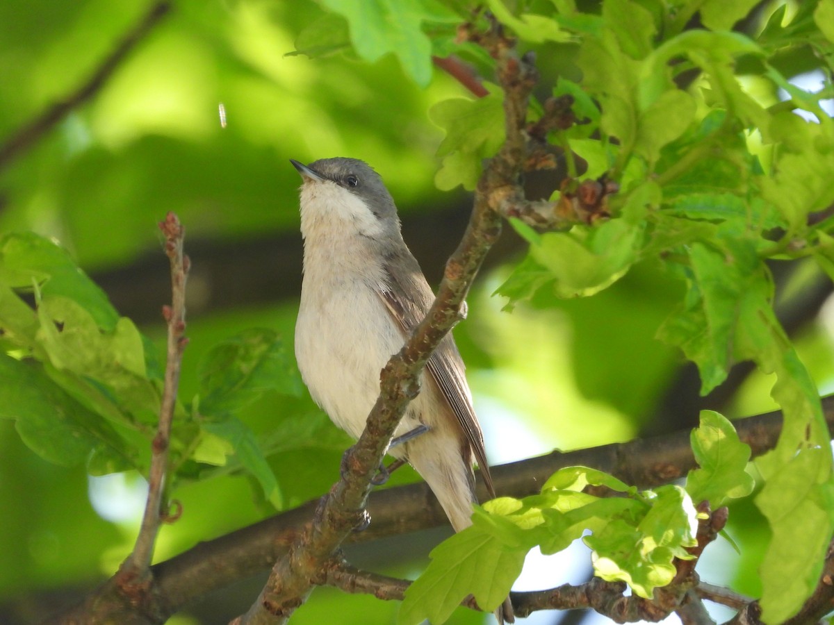 Lesser Whitethroat - Kamil i Alicja Grudzień