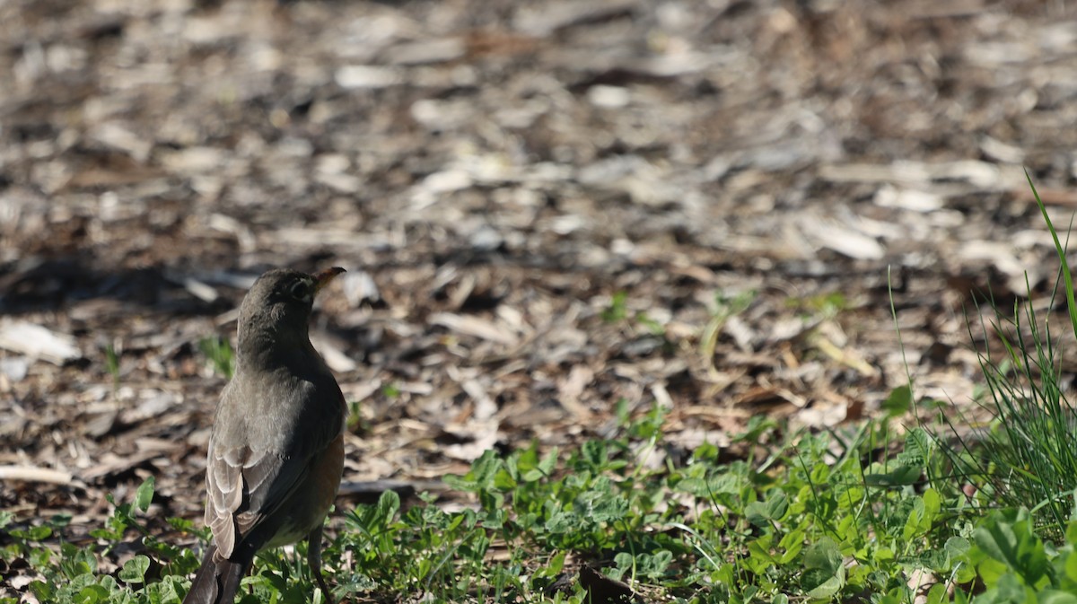 American Robin - ML618621996