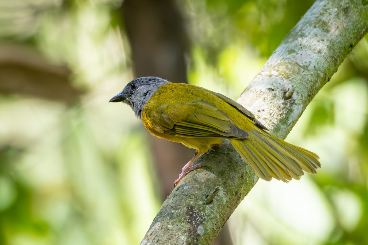 Gray-headed Tanager - ML618622025