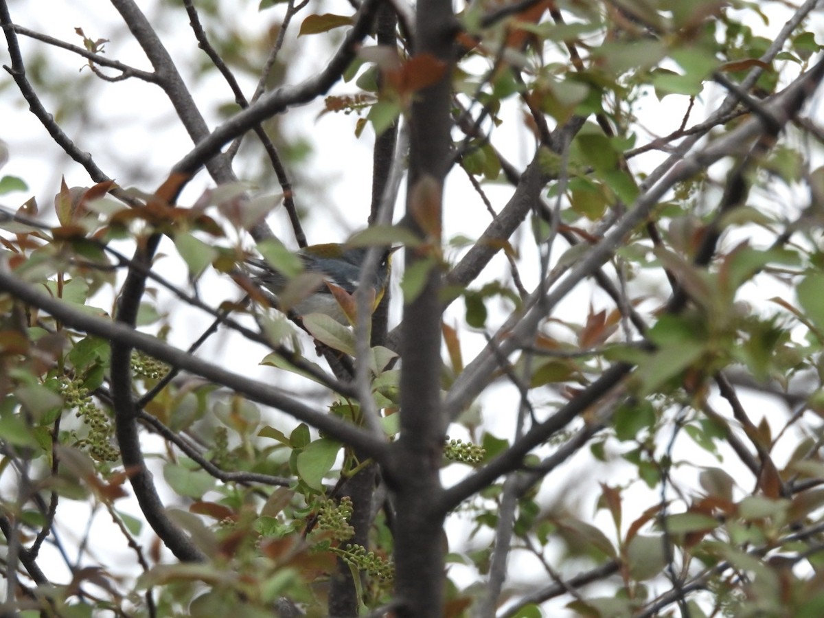 Northern Parula - ML618622051